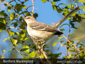 Northern Mockingbird