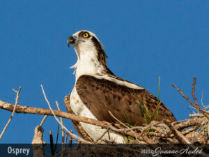 Osprey