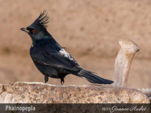 Phainopepla