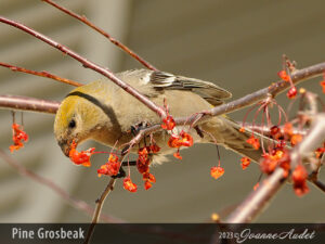 Pine Grosbeak