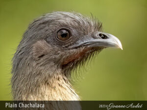 Plain Chachalaca