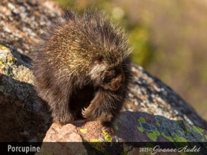 Porcupine