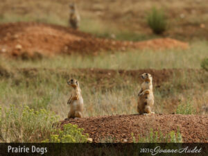 Prairie Dogs