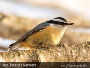 Red-breasted Nuthatch