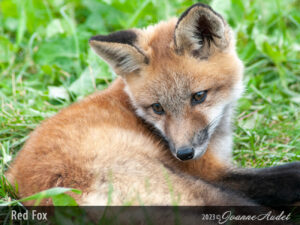 Red Fox