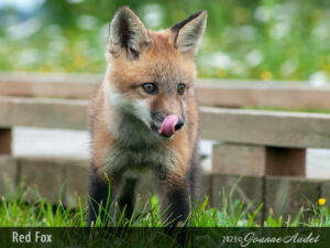 Red Fox