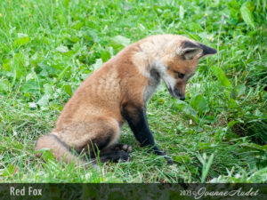 Red Fox