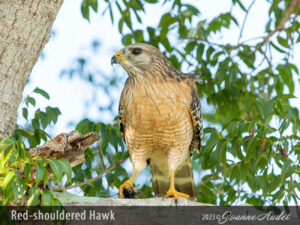 Red-shouldered Hawk