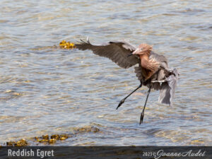 Reddish Egret