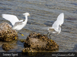 Snowy Egret