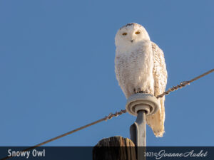 Snowy Owl