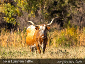 Texas Longhorn Cattle