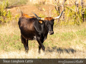 Texas Longhorn Cattle