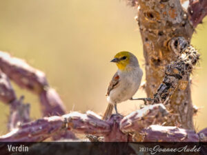 Verdin