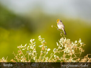 Verdin