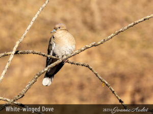 White-winged Dove