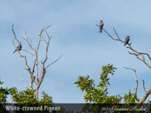 White-crowned Pigeon