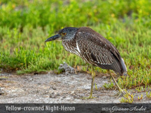 Yellow-crowned Night-Heron