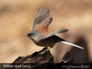 Yellow-eyed Junco