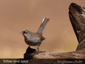 Yellow-eyed Junco