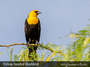 Yellow-headed Blackbird