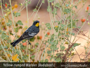 Yellow-rumped Warbler, Audubon's