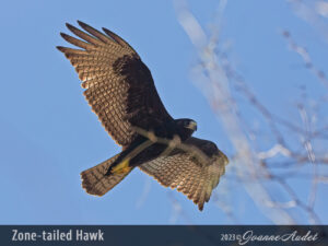 Zone-tailed Hawk