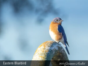 Eastern Bluebird