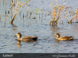 Gadwall