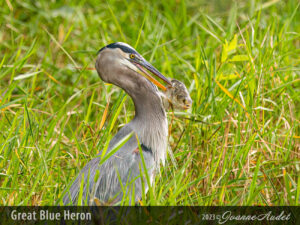 Great Blue Heron with fish