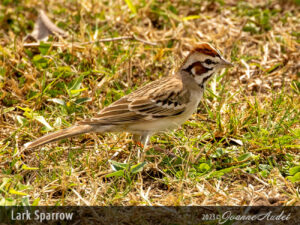 Lark Sparrow