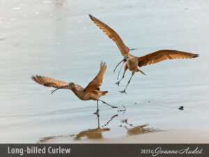 Long-billed Curlew