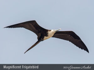 Magnificent Frigatebird