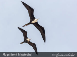 Magnificent Frigatebird