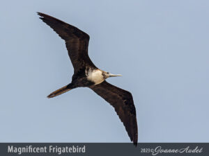 Magnificent Frigatebird