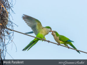 Monk Parakeet