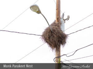 Monk Parakeet Nest