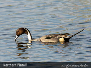 Northern Pintail