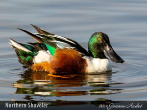 Northern Shoveler