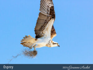 Osprey