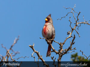 Pyrrhuloxia