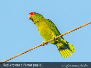 Red-crowned Parrot