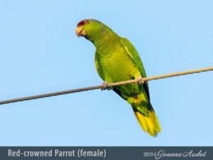 Red-crowned Parrot (female)