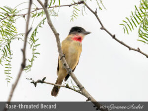 Rose-throated Becard