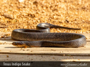 Texas Indigo Snake