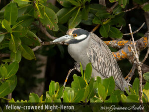 Yellow-crowned Night-Heron