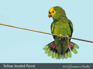 Yellow-headed Parrot