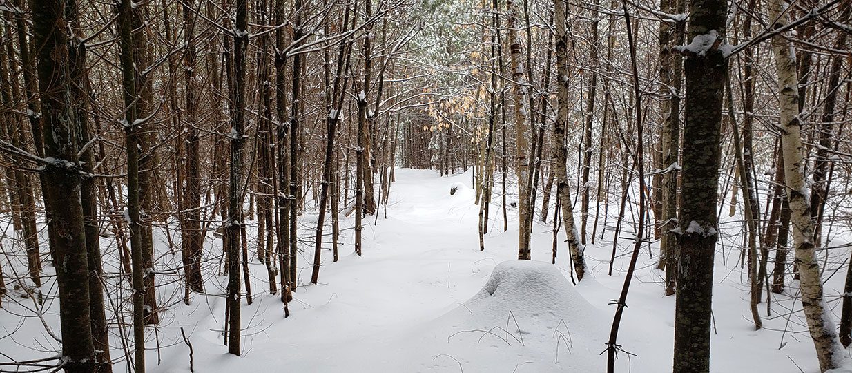 trail in woods with snow